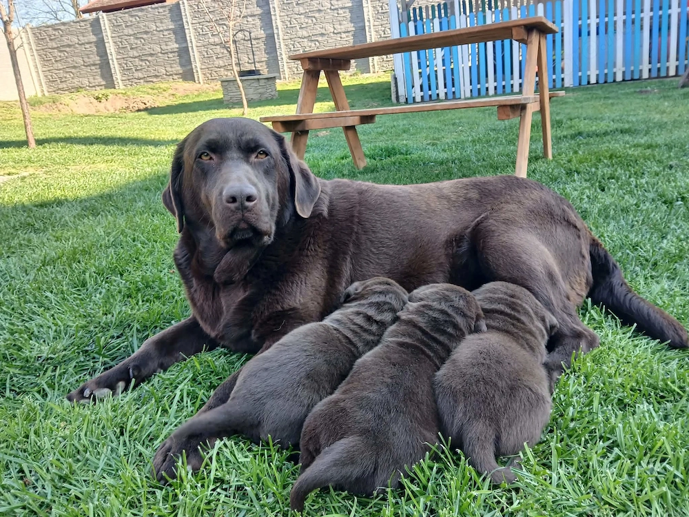 Eladó labrador kiskutyák 