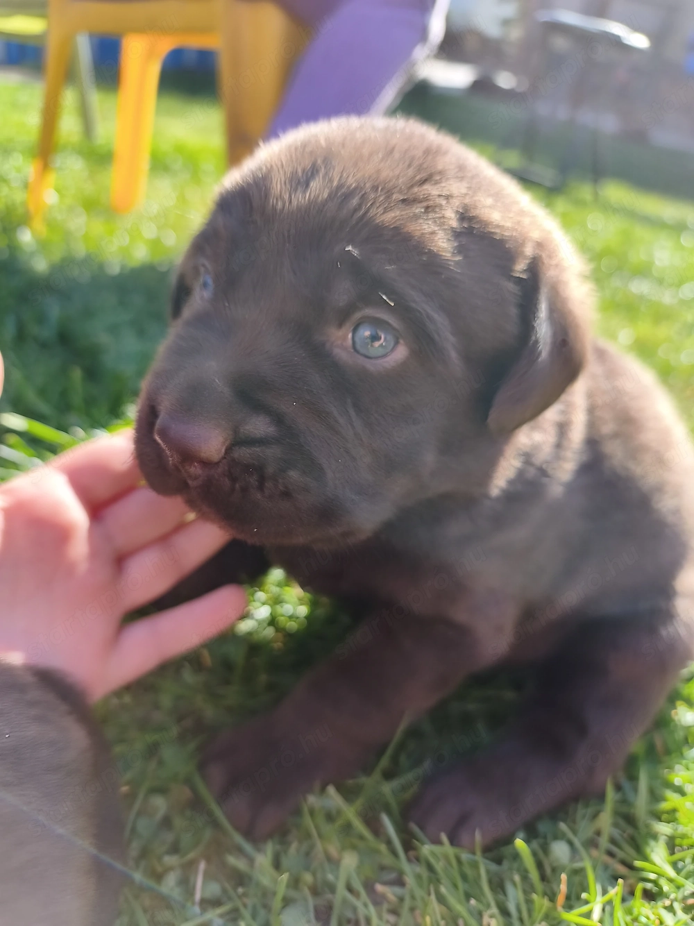 Eladó labrador kiskutyák 