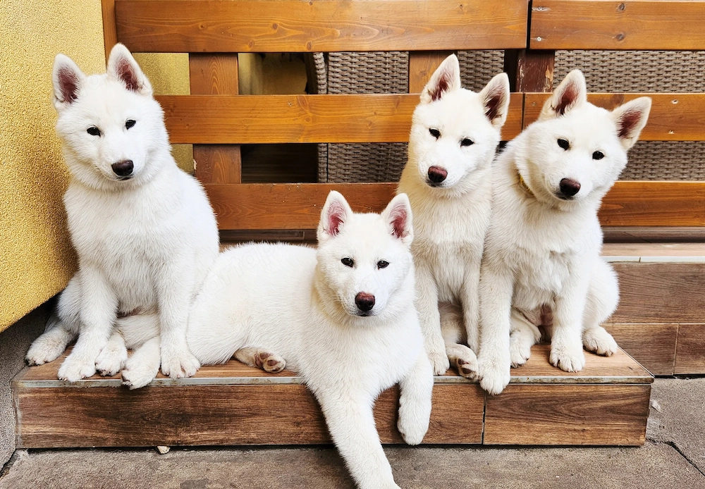 Törzskönyves Szibériai Husky Kiskutyák