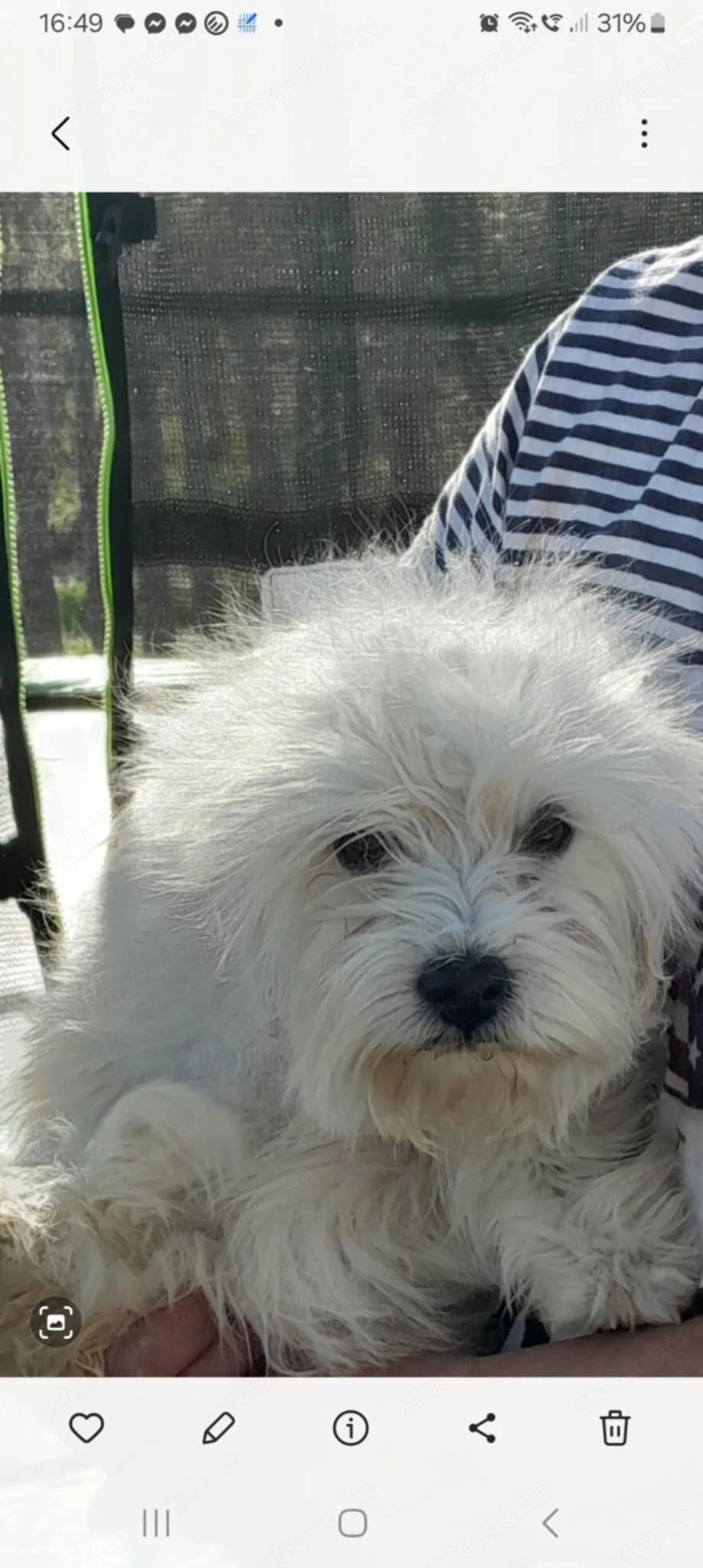 Maltipoo kislány költözne.