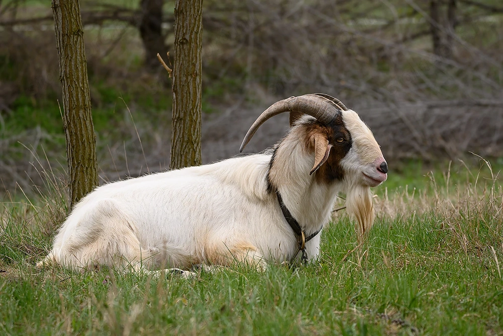 Búr-núbiai kevert bak eladó