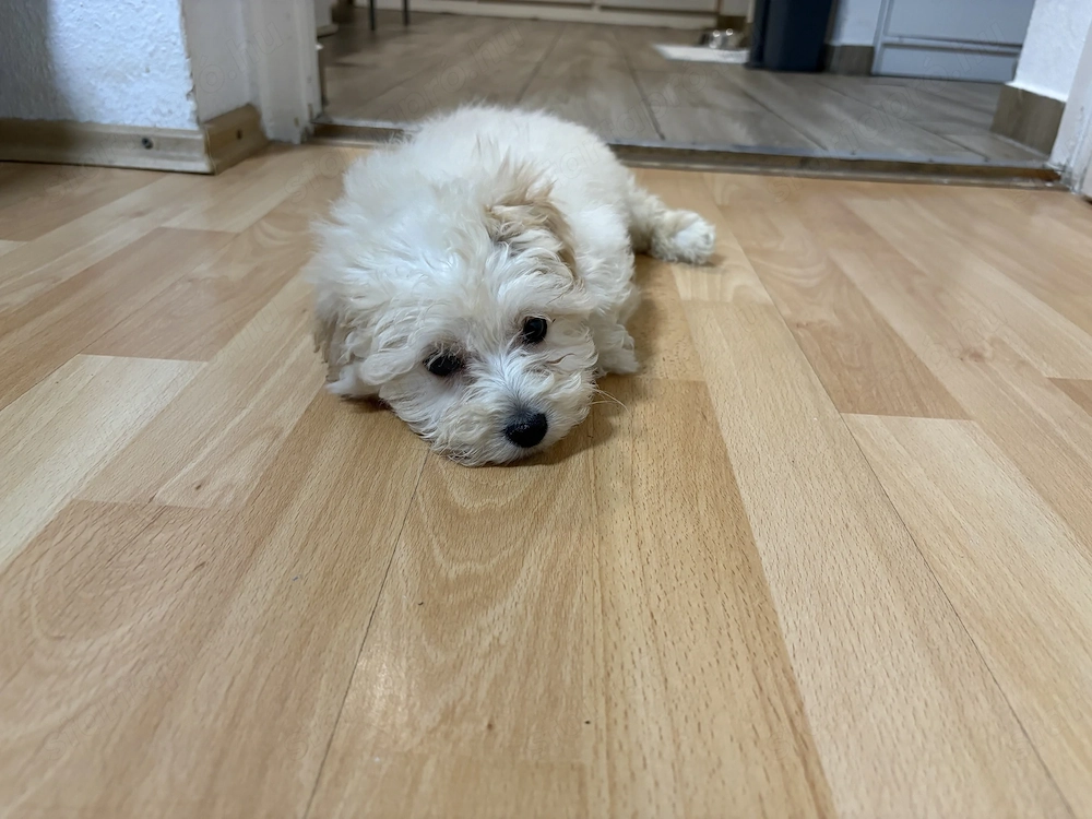 Maltipoo kiskutya