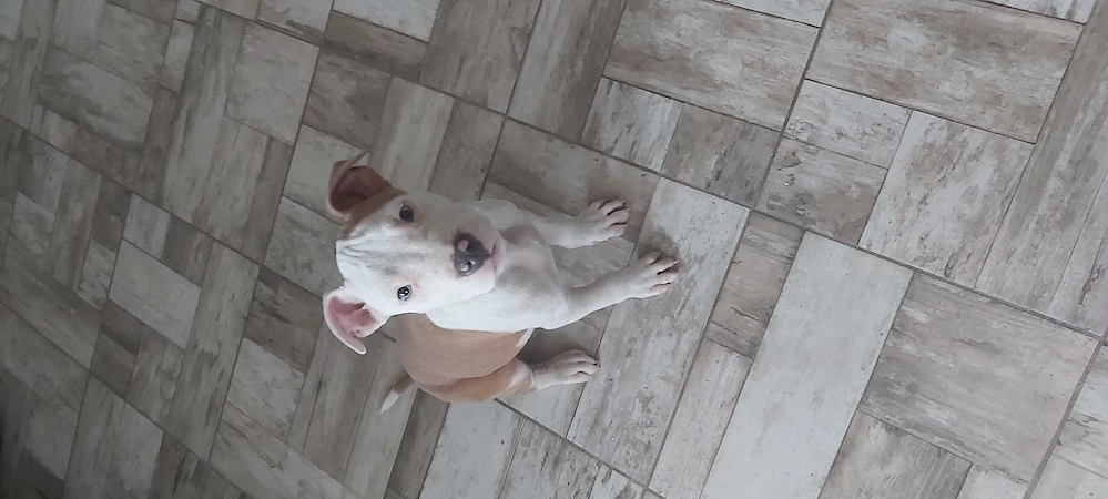 Gazdit kereső staffordshire terrier fiú kutyus!