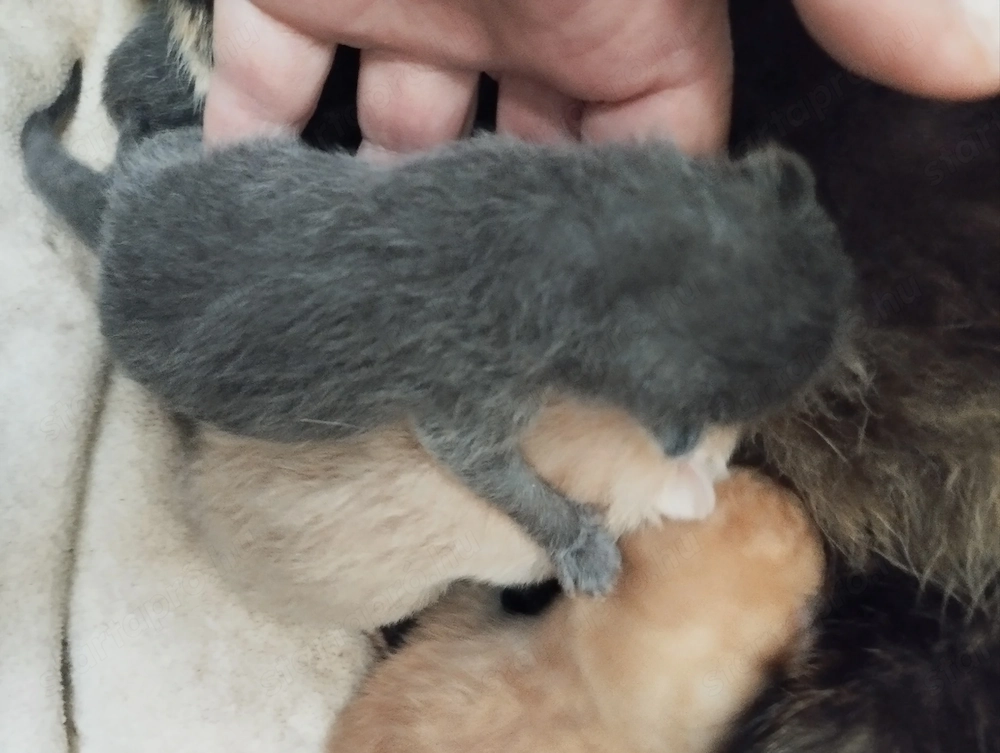 Skót lógófülű cicusok