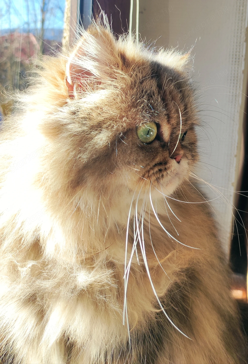 Perzsa macska gazdit keres 