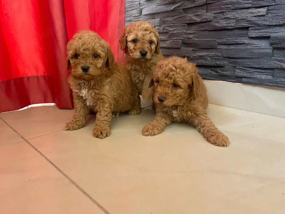 Toy uszkár kiskutyák