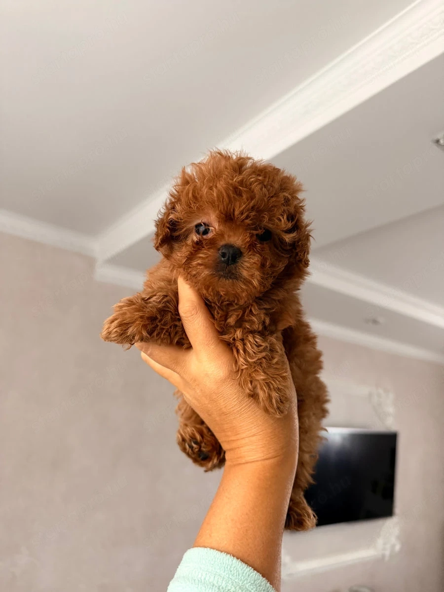 uszkár kölykök eladók