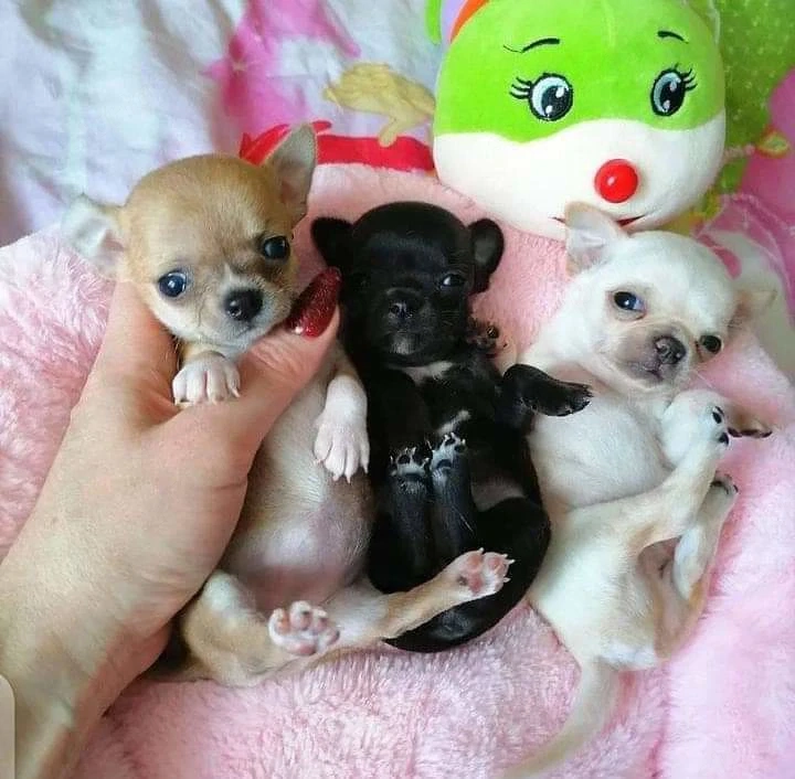 hím és nőstény csivava kölykök