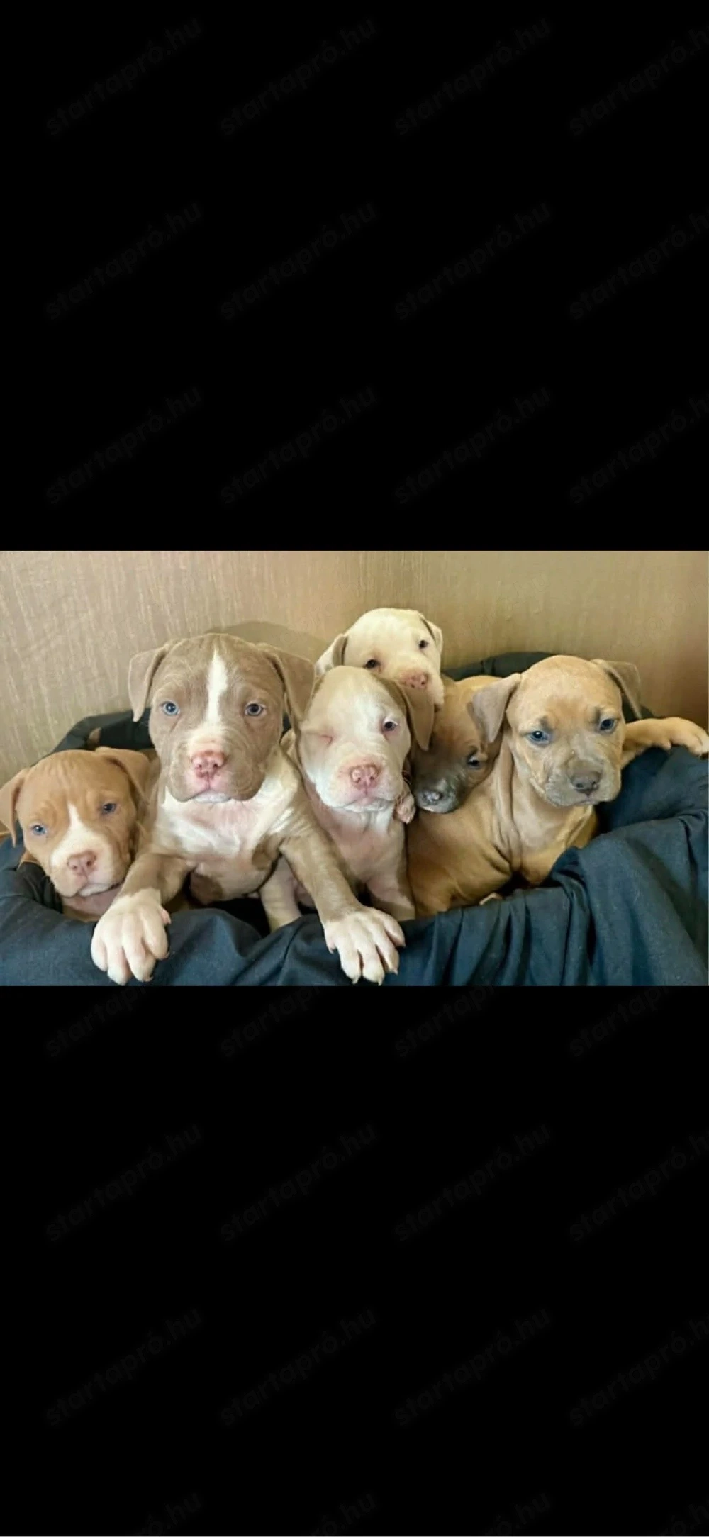 Amerikai Stafford kölykök