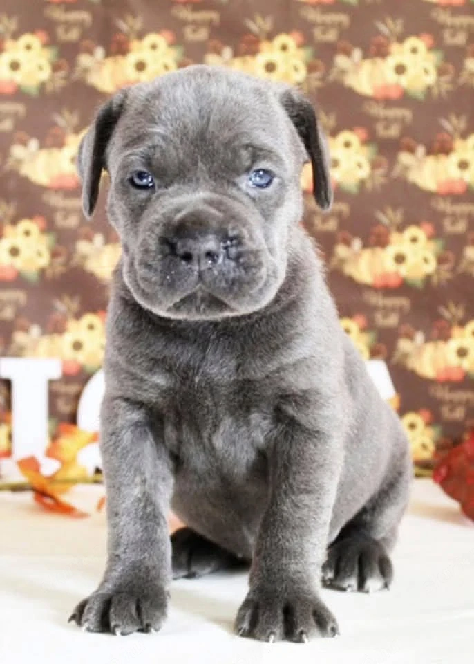 Cane Corso kölykök