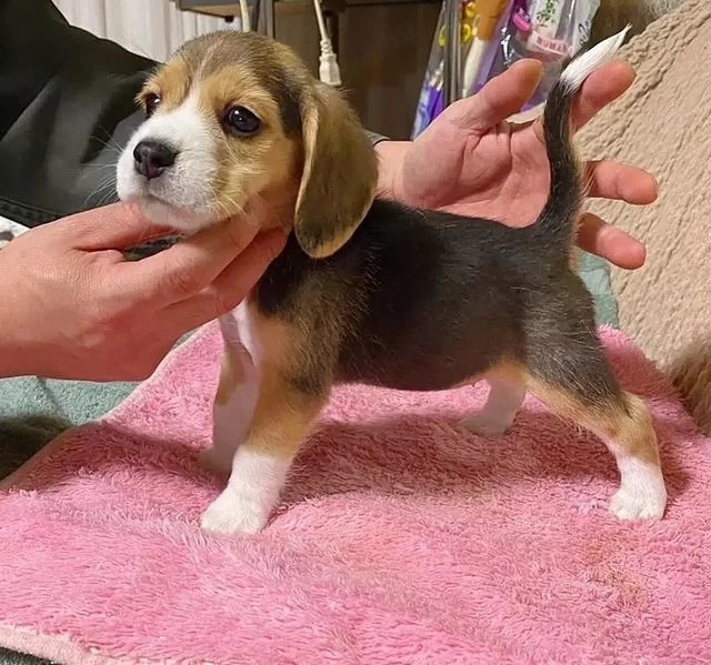 Beagle kutyusok