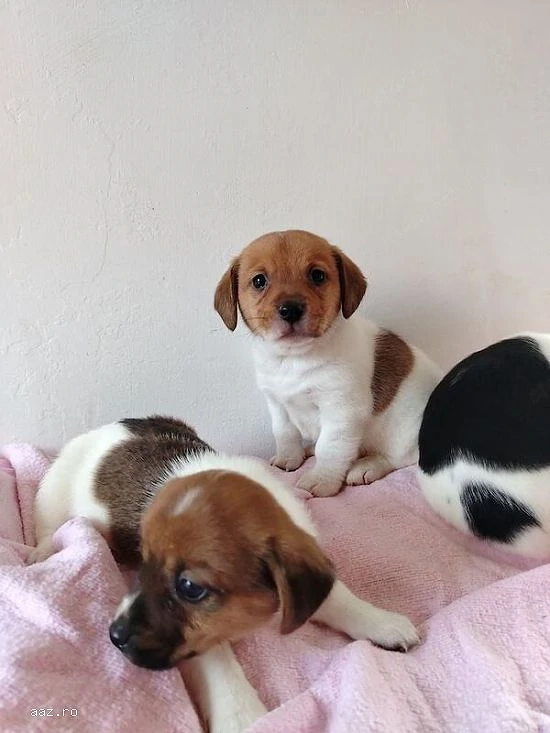 Jack russell terrier