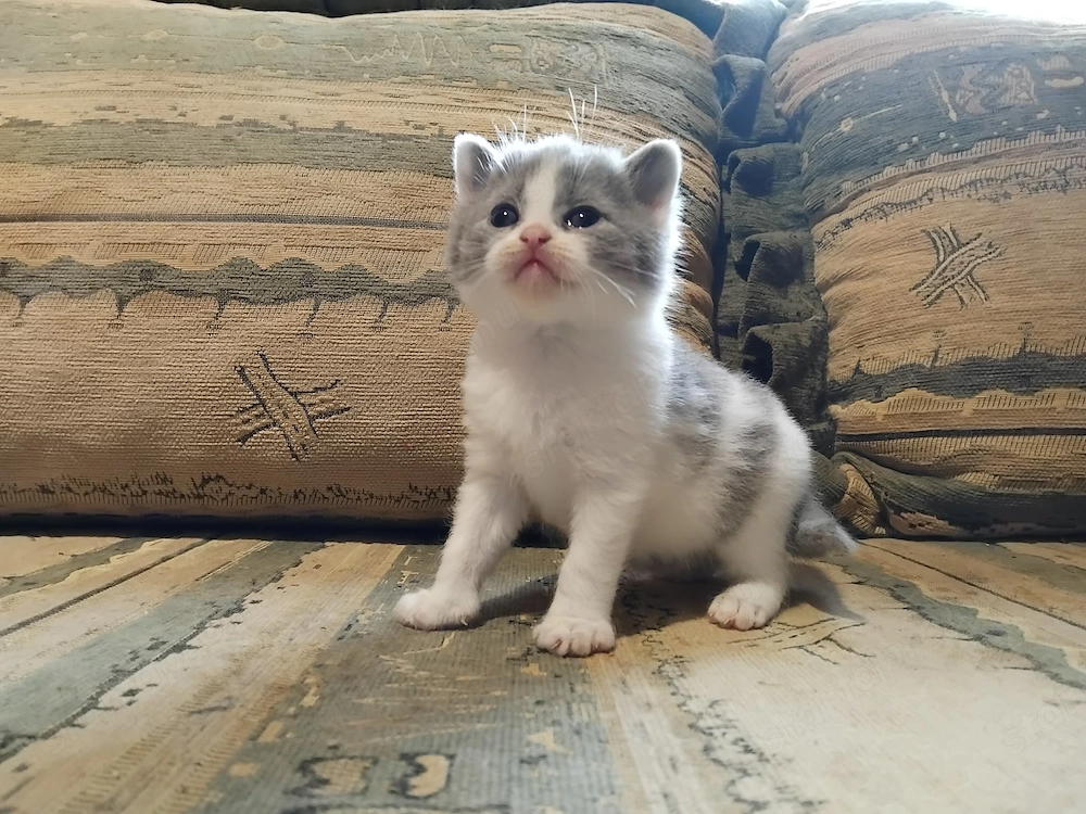 Brit kiscica foglalható