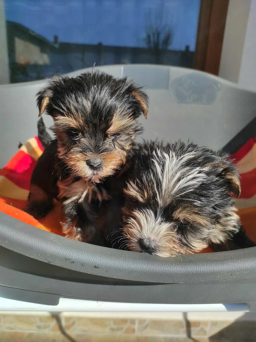 Yorkshire terrier yorki