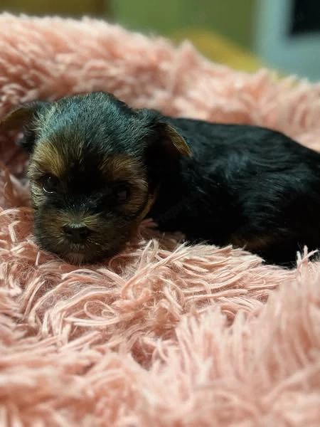 Yorkshire terrier mini kislányok és fiú szeretö családhoz költözne.