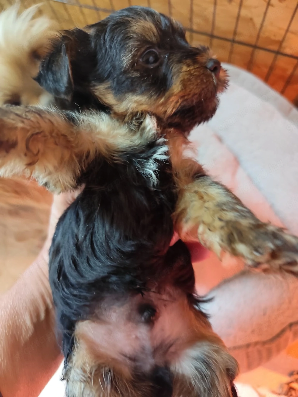 Yorkshire terrier fiú kutyus eladó.