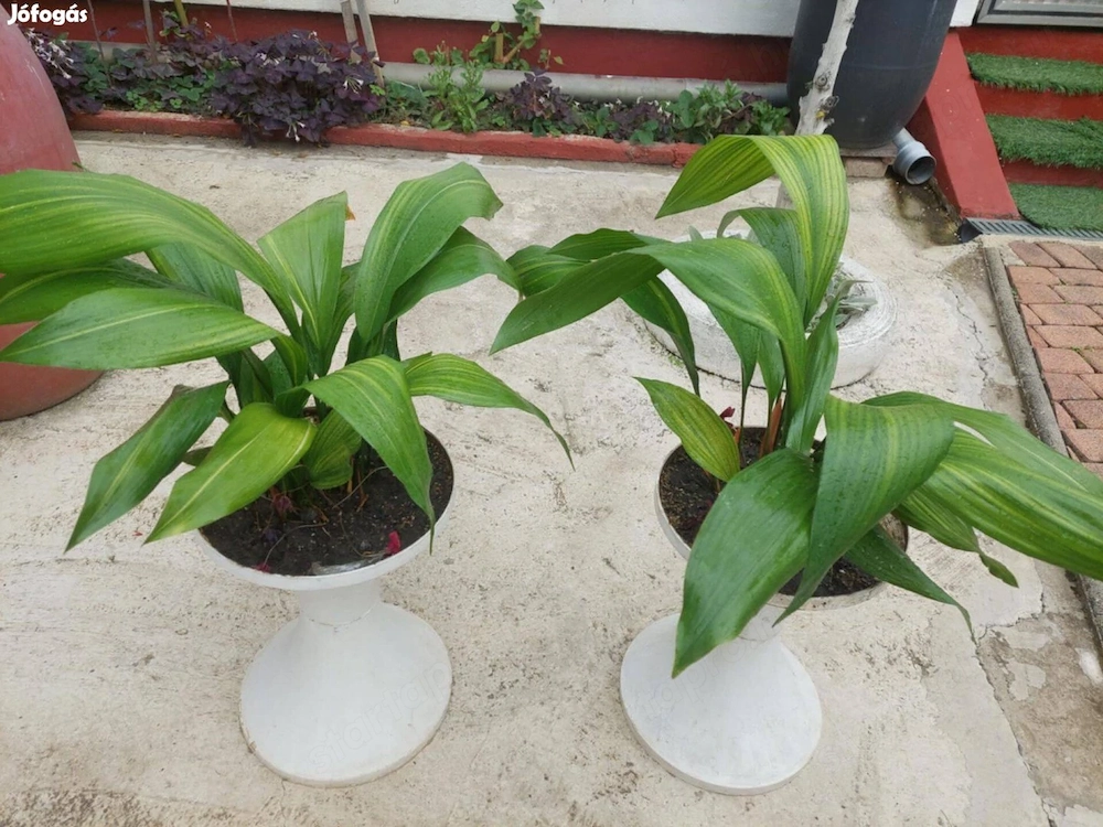 Eladó 2-db. edényes kukorica virág