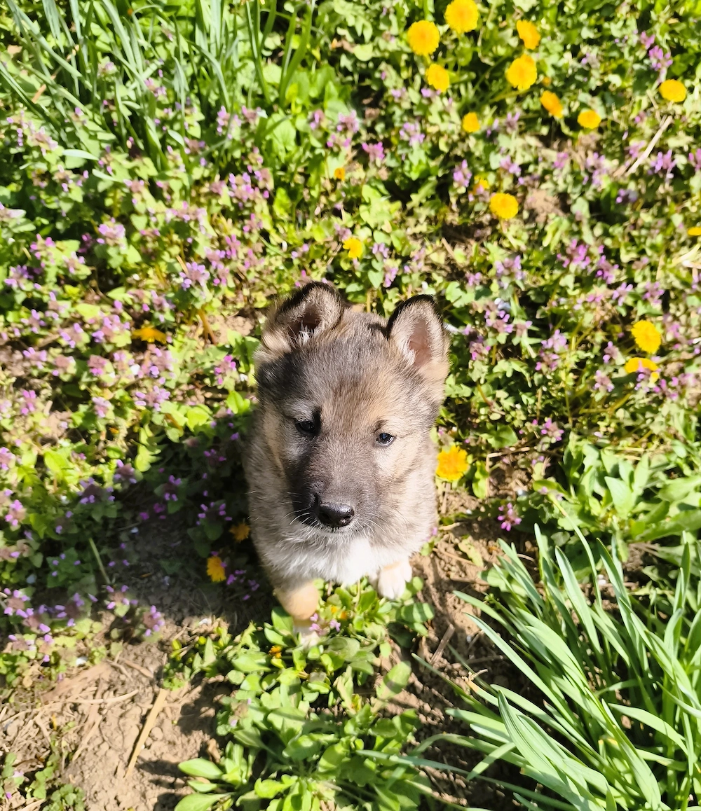 Eladó Németjuhász - Husky kiskutyák