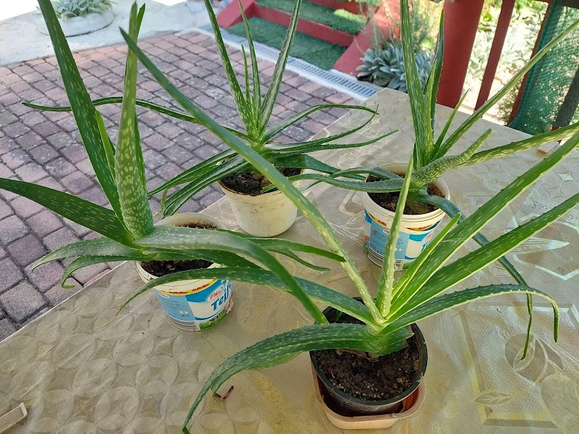 Eladó 4-cserép  egészséges Aloe Vera növénye 