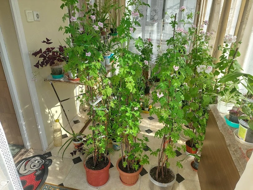 Eladó 3-cserép magas növésű citrom illatú muskátli