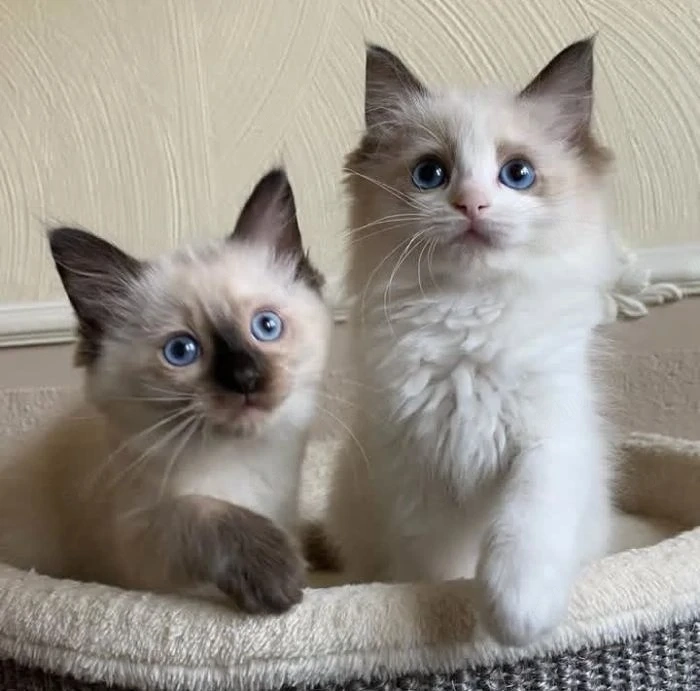 Ragdoll kiscicák