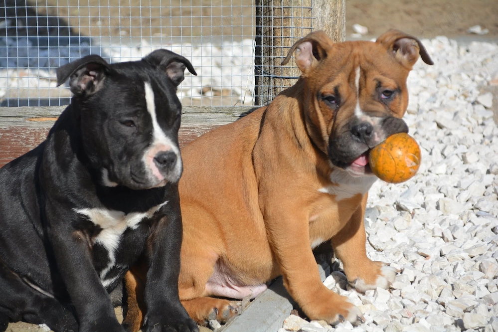 American bully kiskutyák 