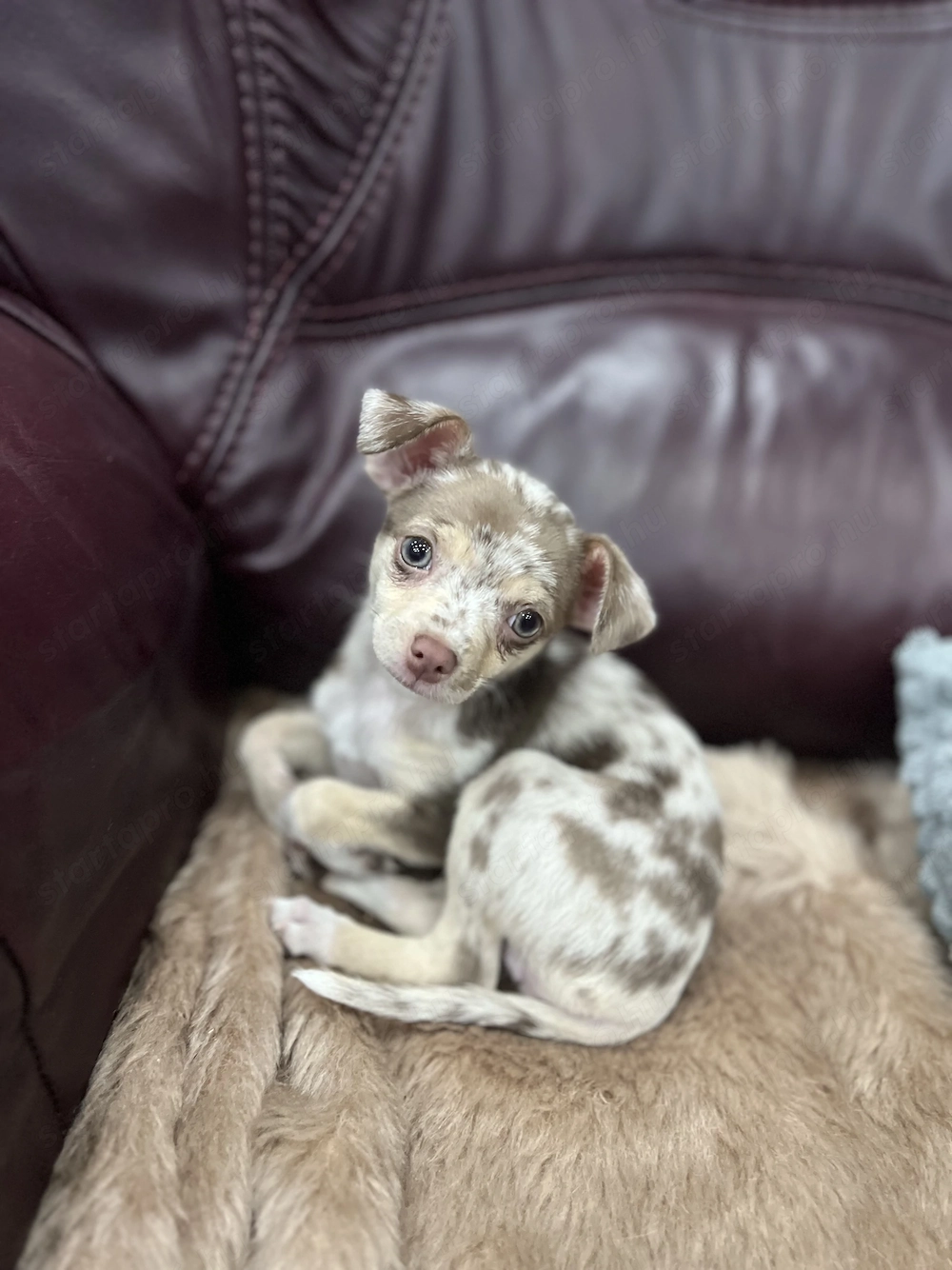 Eladó 11 hetes gyönyörű csoki tan merle szuka csivava