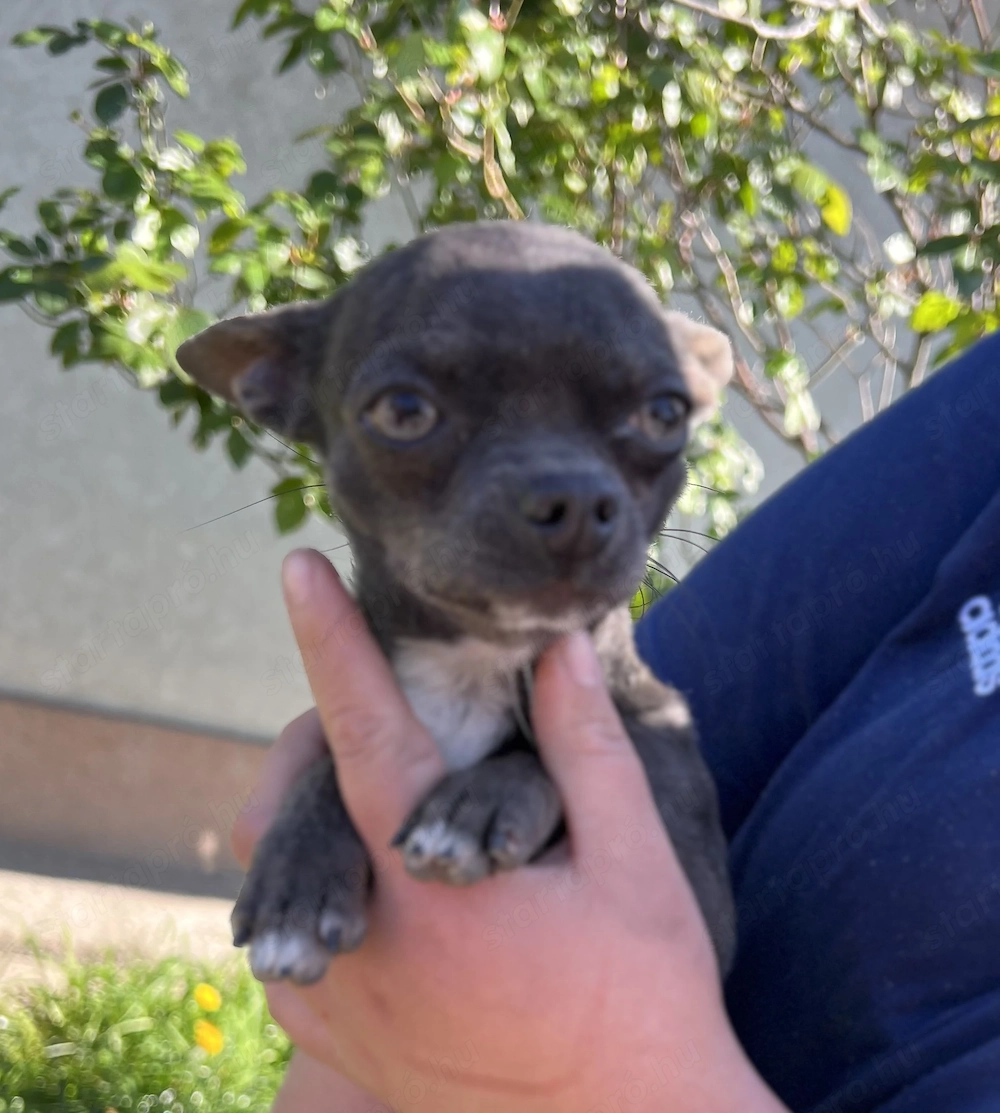 Eladó 9 hónapos kék mini csivava kan