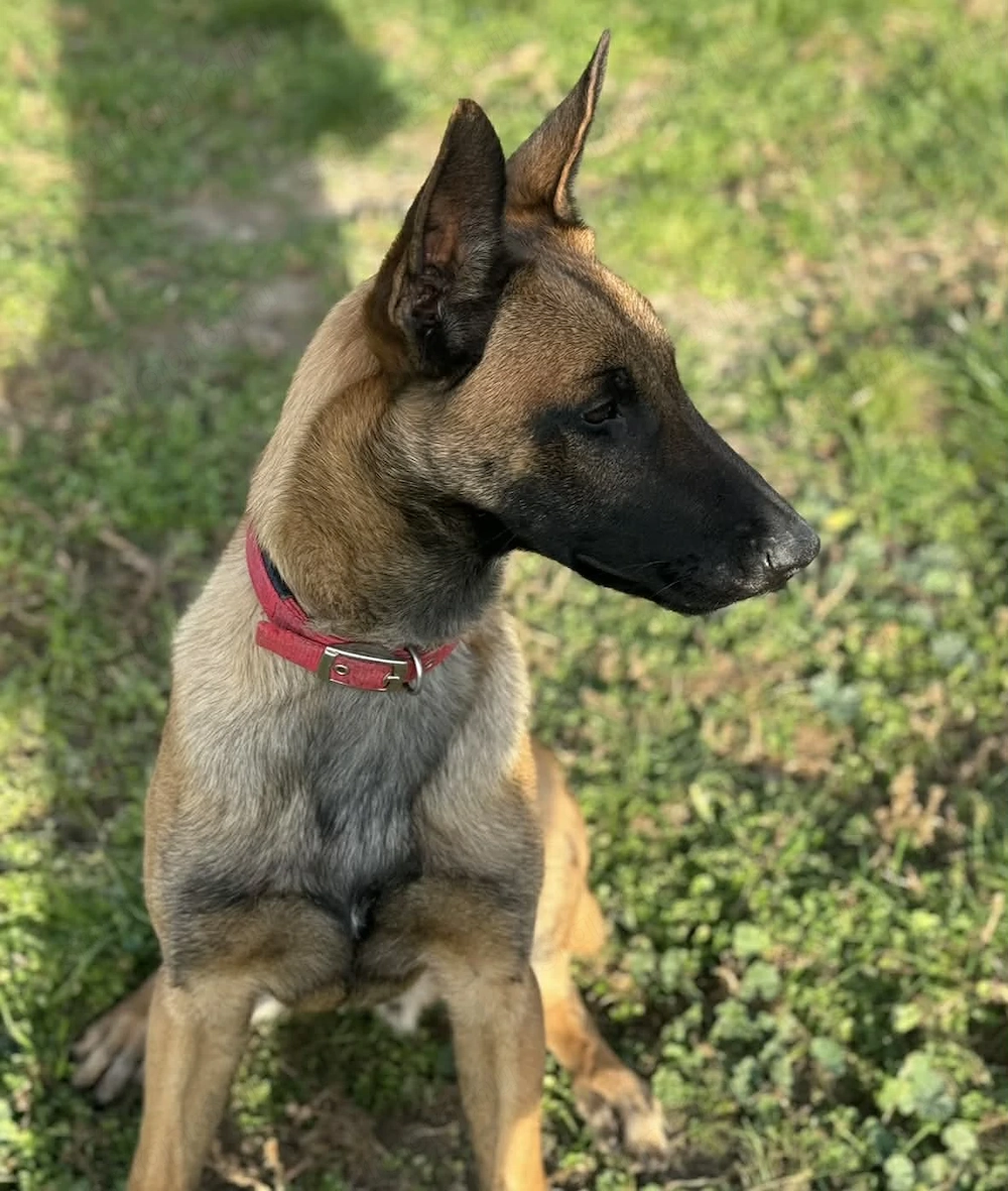 Amerikai import belga juhászkutya eladó