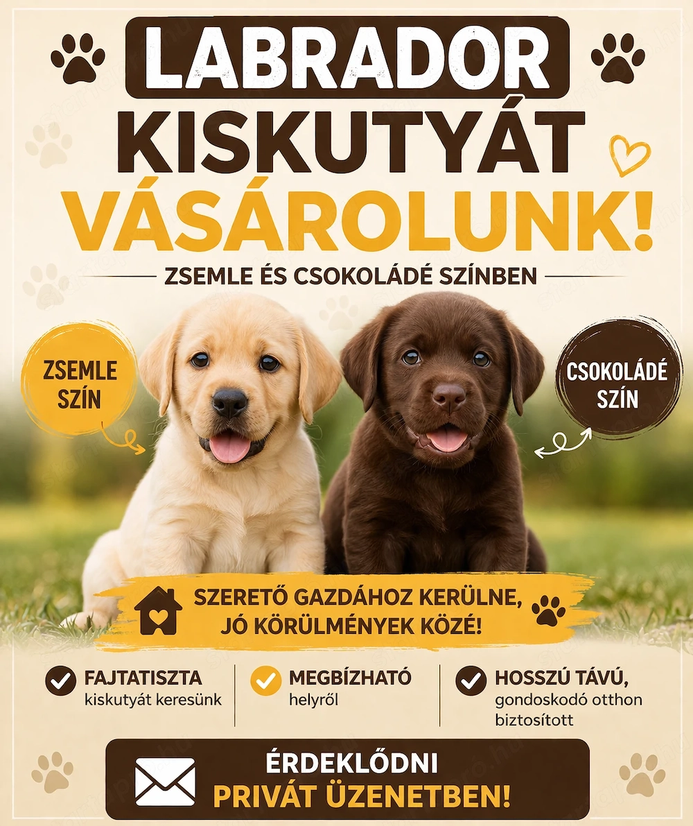 Labrador kiskutyákat vásárolunk egész évben