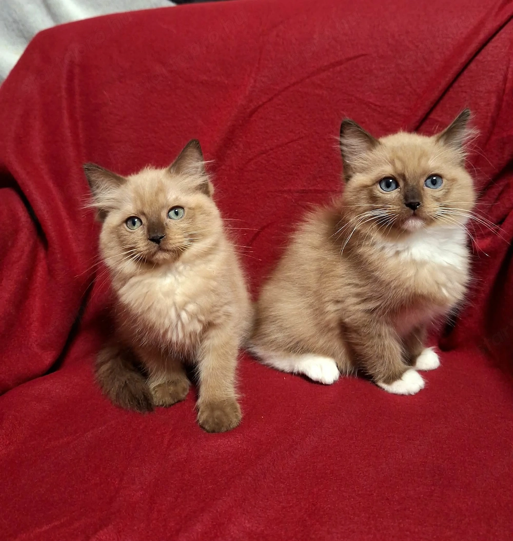 Szines ragdoll cherubim 10 hetes kiscicák eladóak