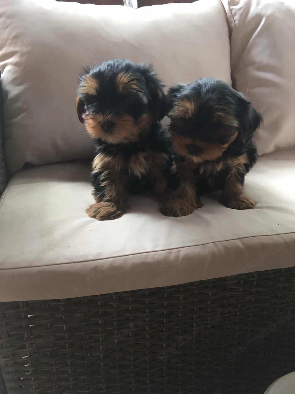 Gyönyörű yorki kiskutyák