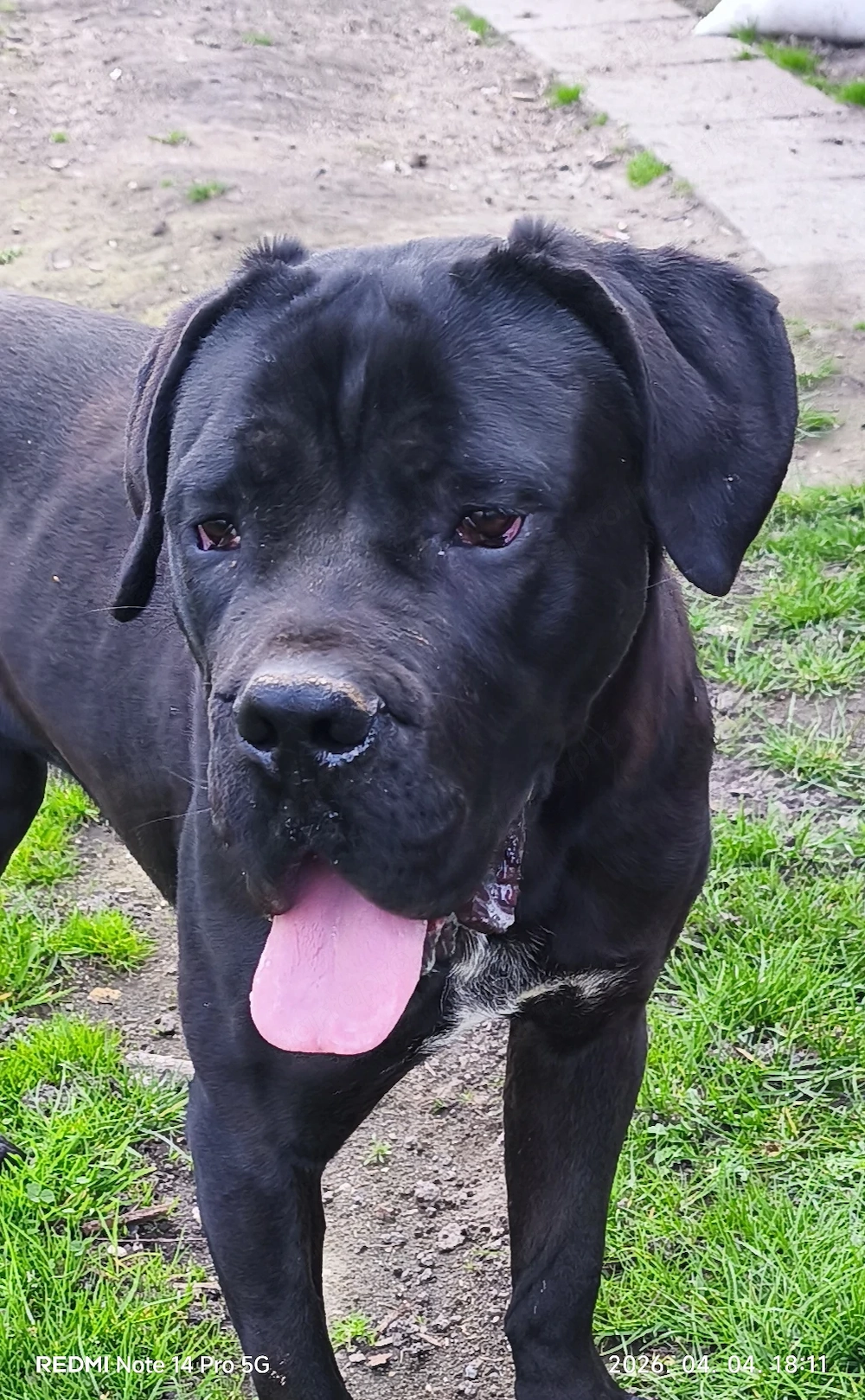 Cane corso kan fedez