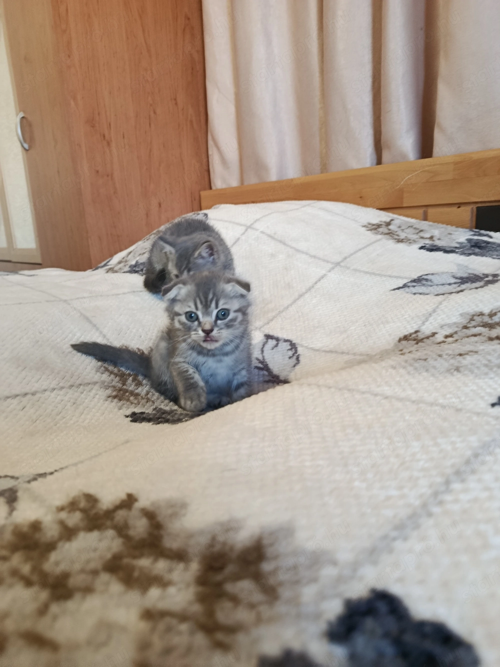 Angol rövidszőrű, skót lógófülü kiscicák gazdit keresnek