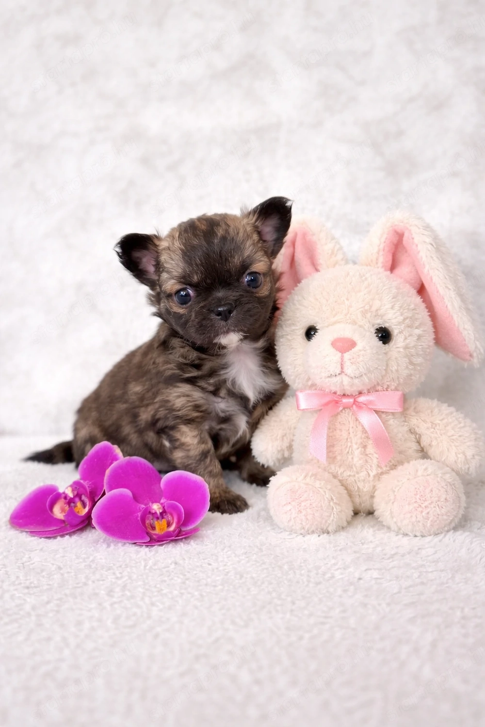 Törzskönyves csivava chihuahua kisfiú 