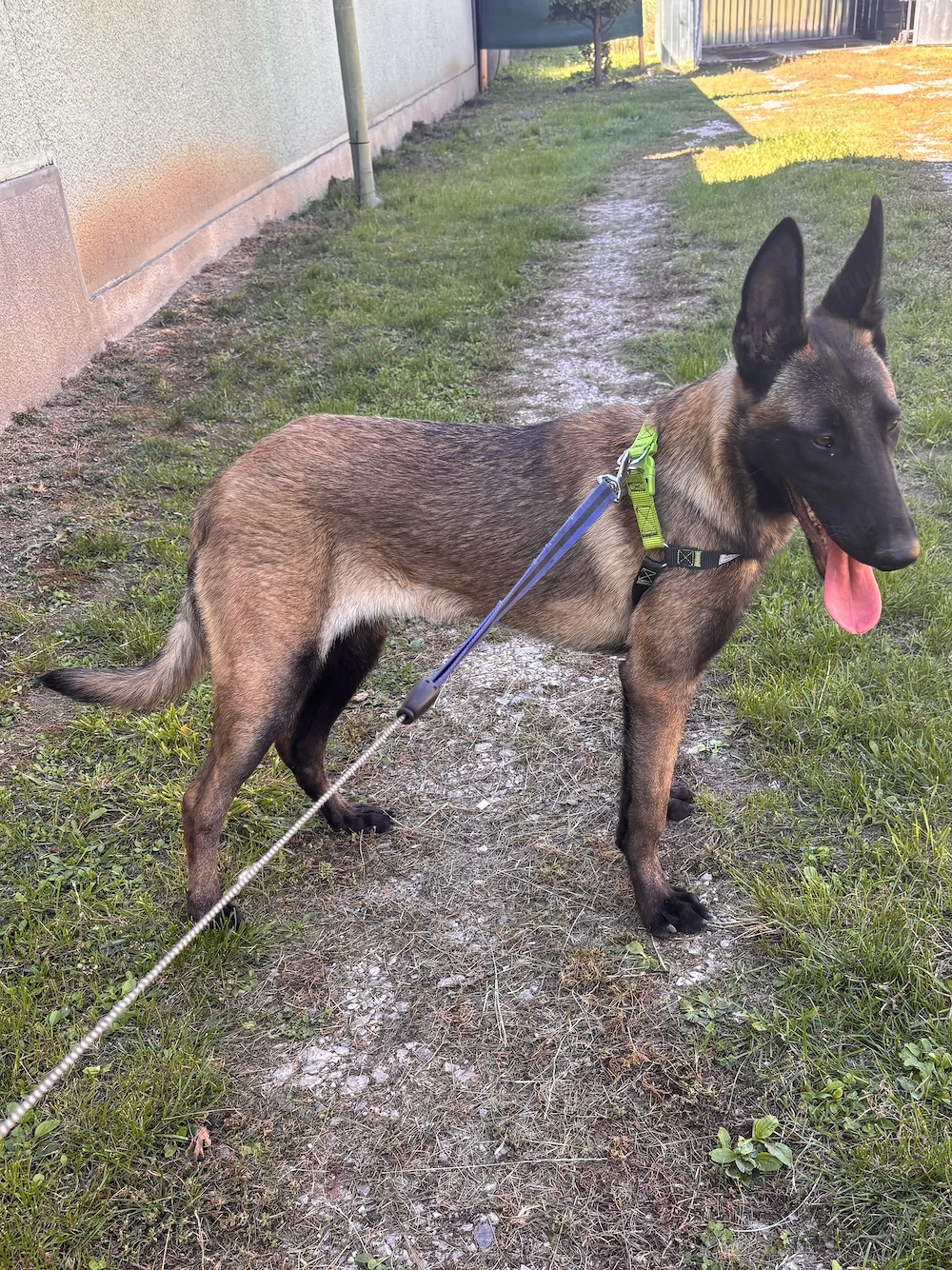 Malinois szuka eladó