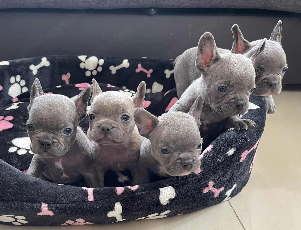 Francia bulldog kiskutyák