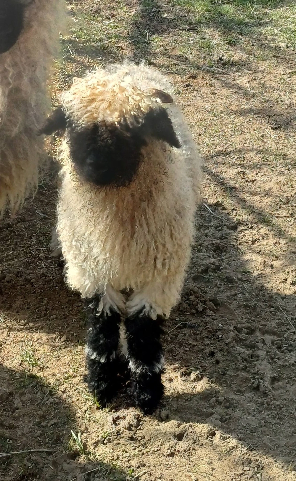 wallisi kos bárány eladó