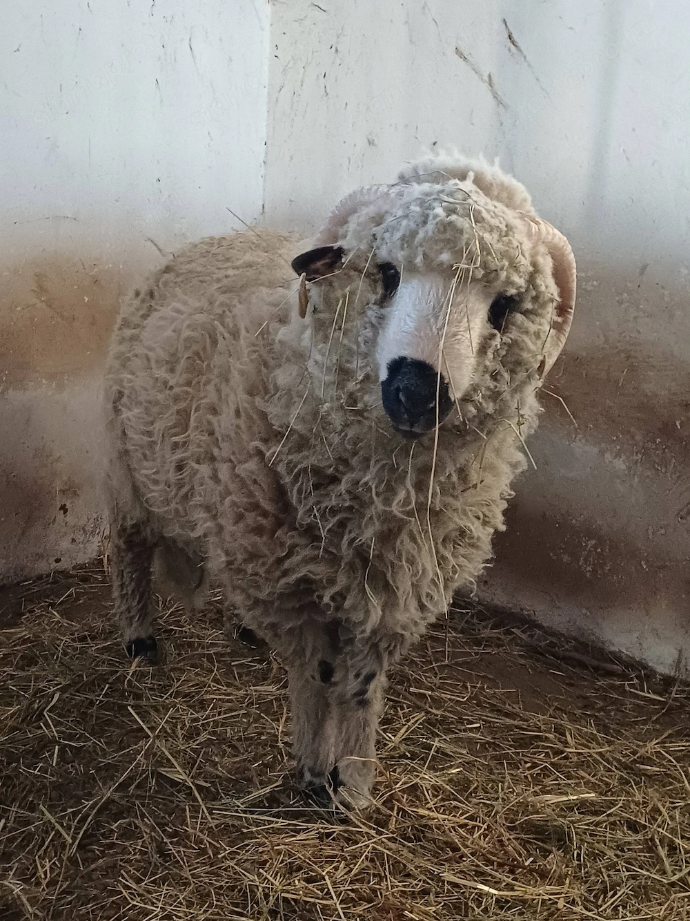 Wallisi X merinó 11 hónapos kos eladó