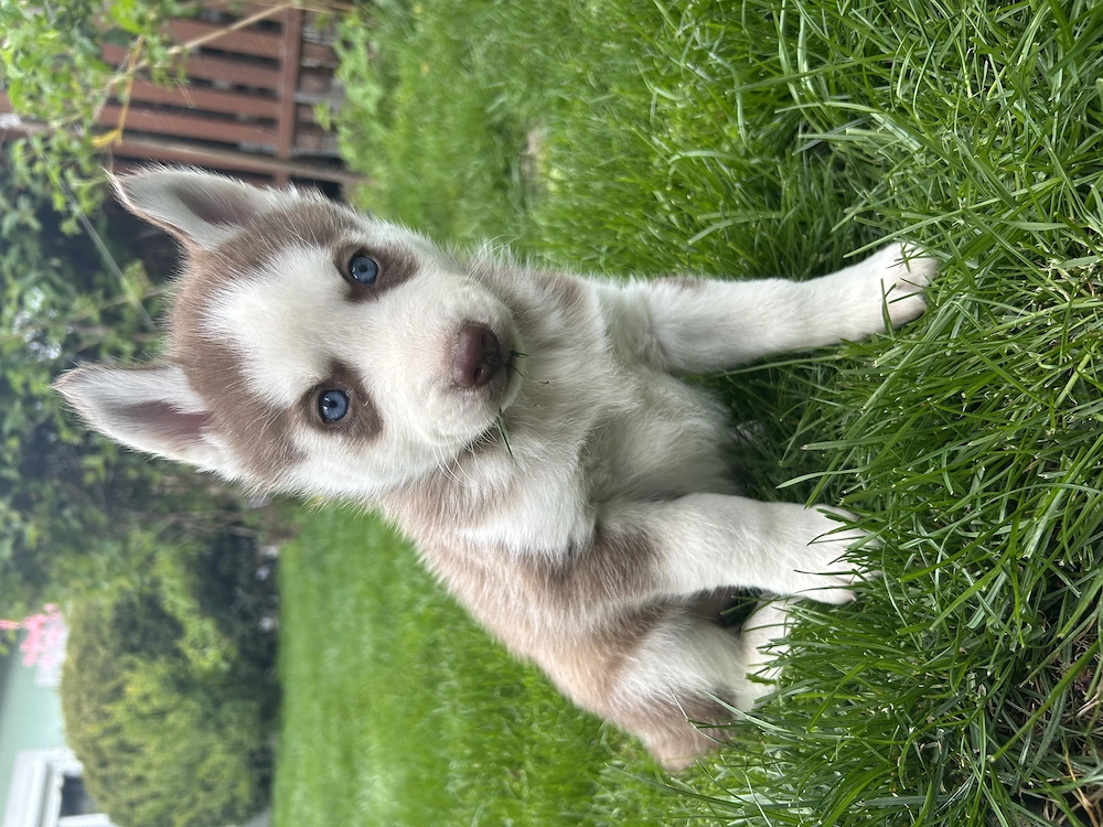 Kék szemű Szibériai husky kölykök