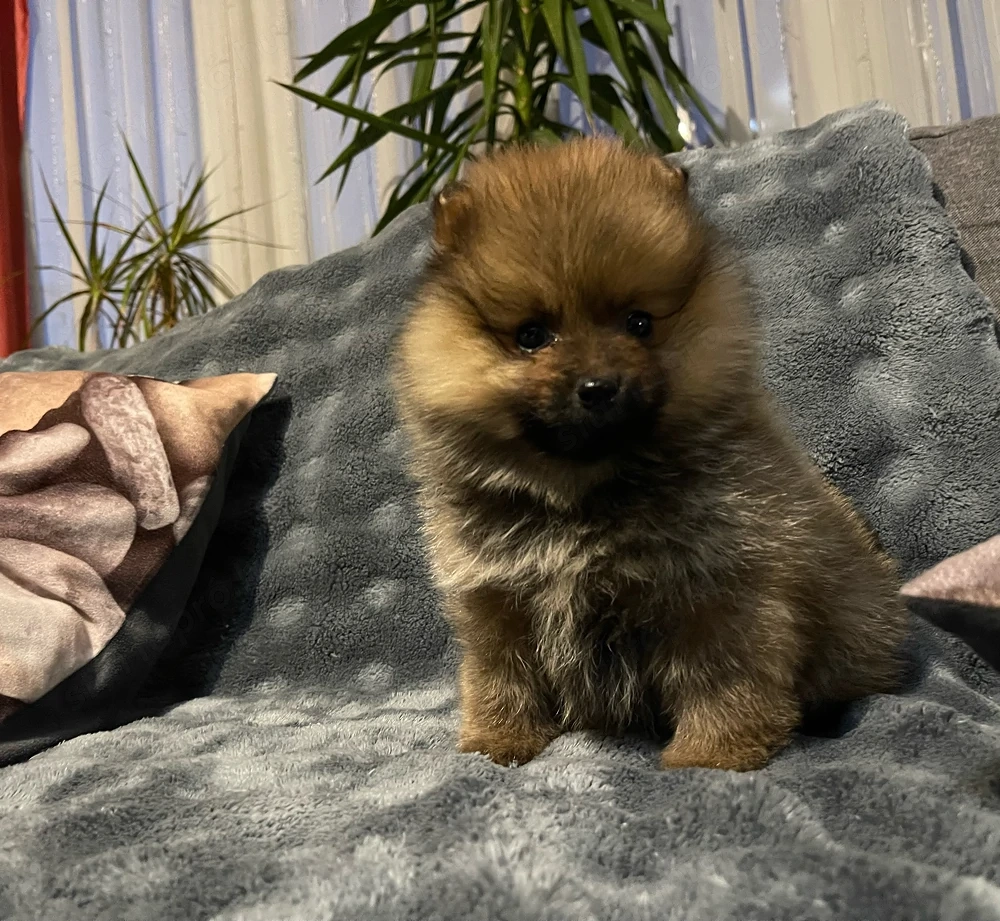 Pomerániai Törpe Spitz kiskutya