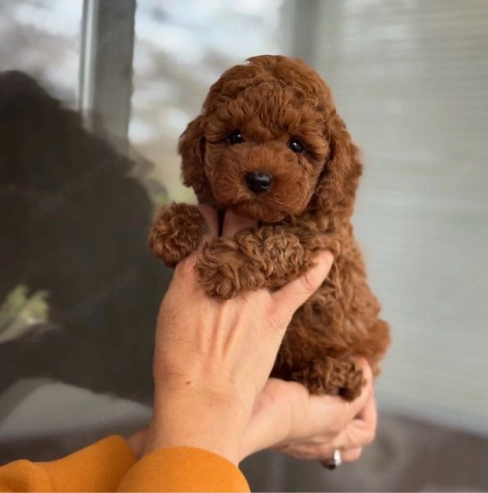   toy uszkár kislányok  