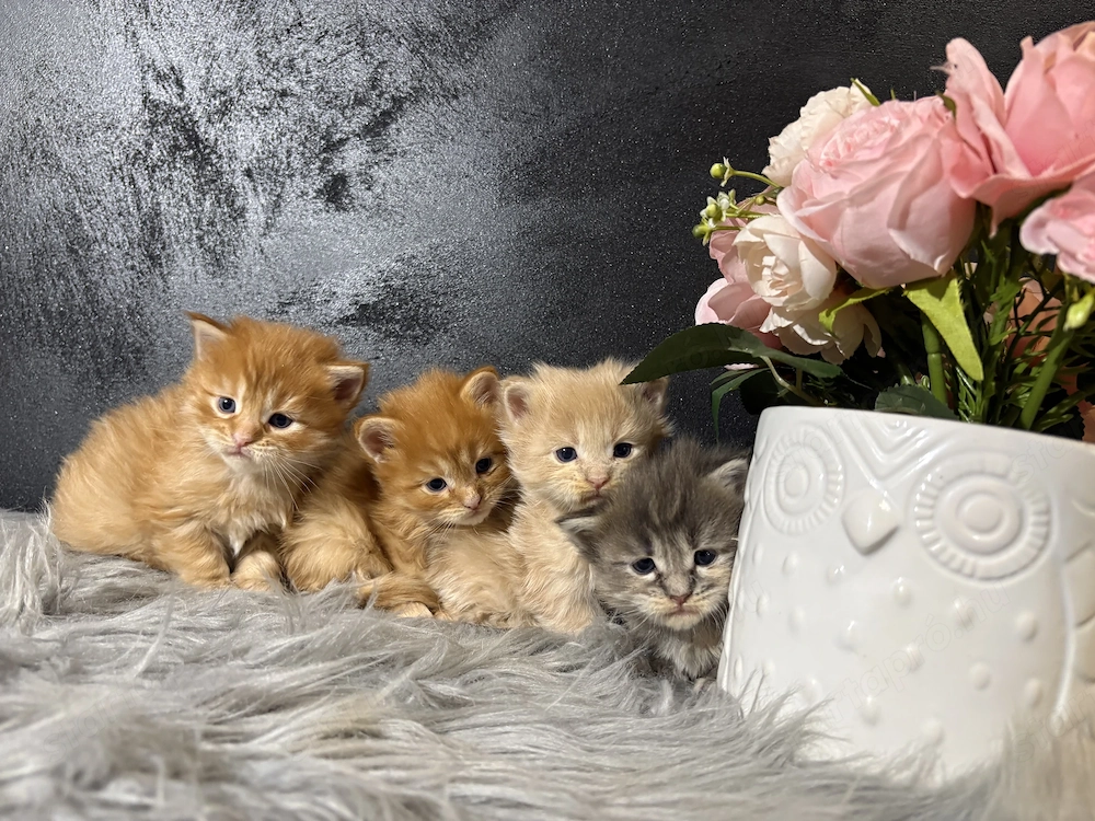 Maine Coon Kiscicák