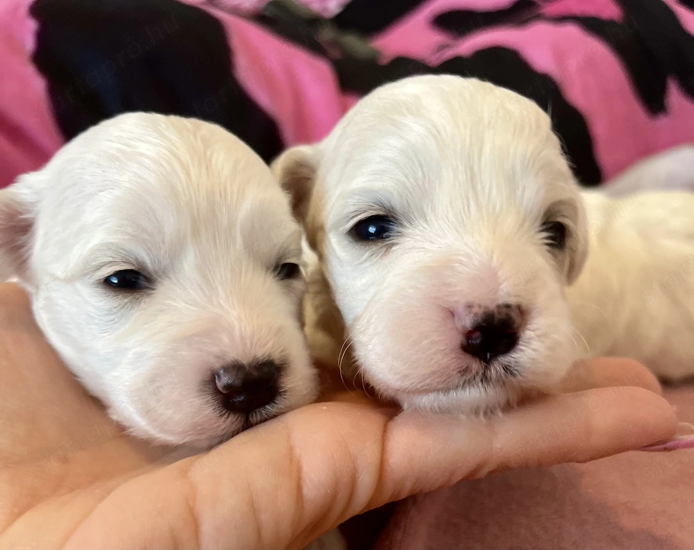 Máltai kiskutyák foglalhatók , eladók !