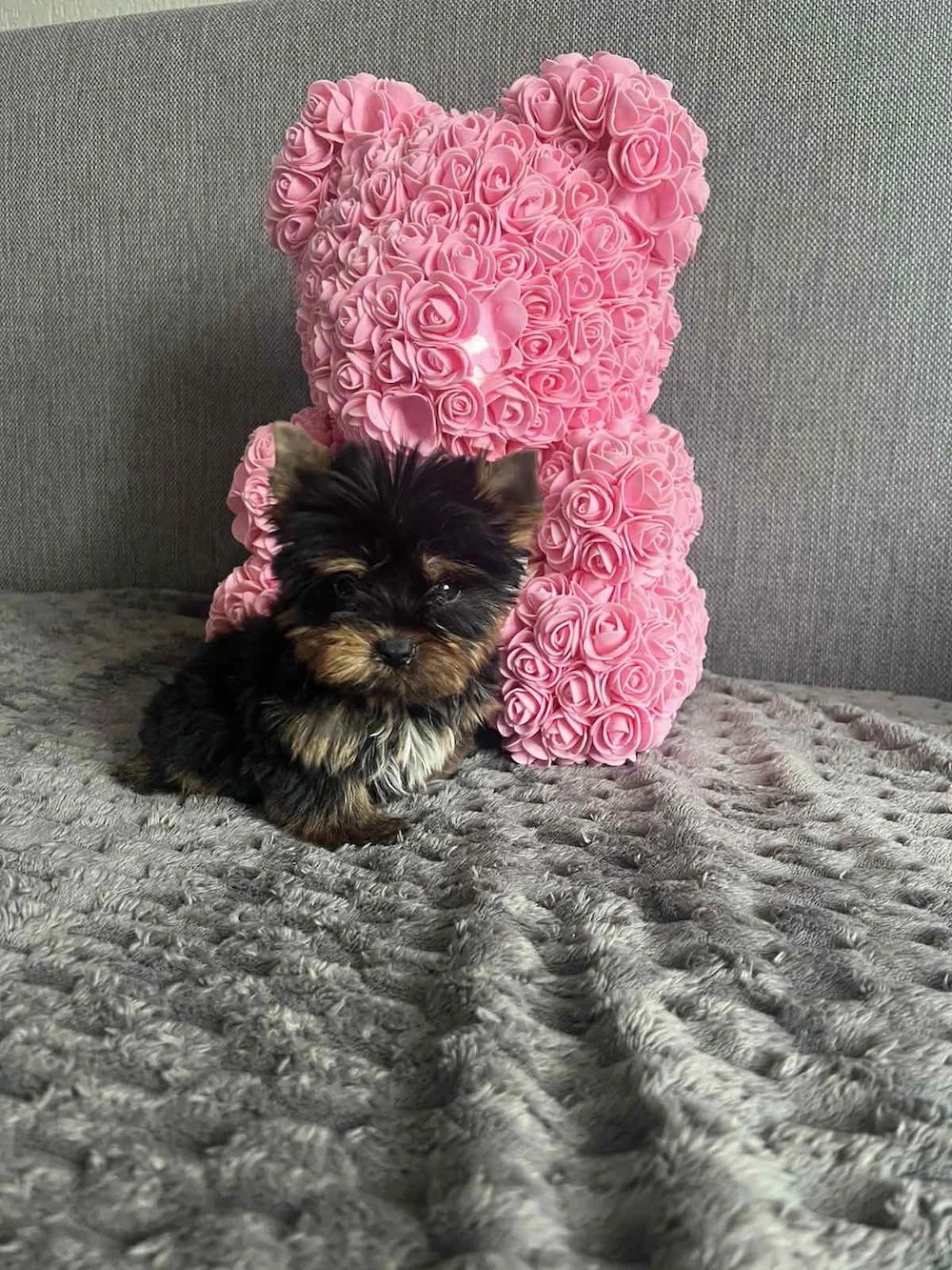 Gyönyörű yorki kis kuty k