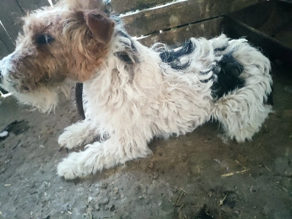 Drótszörű foxi szuka 