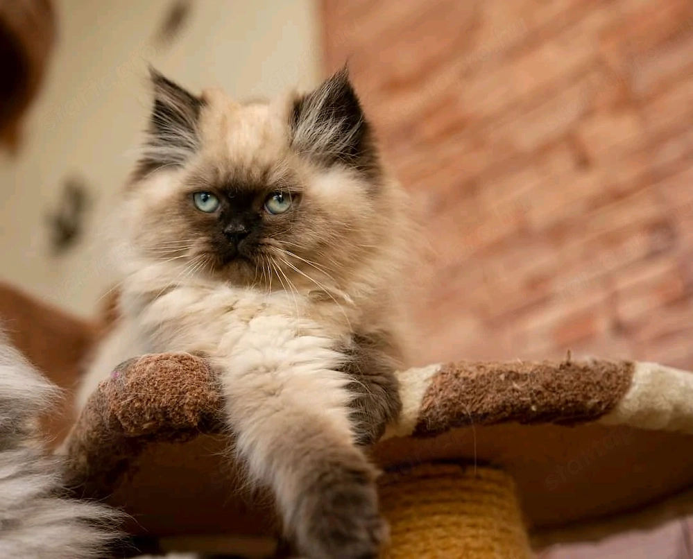 KERESEK perzsa kandúrt