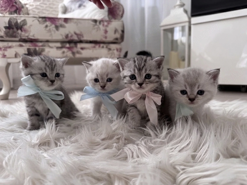 Brit rövidszőrű kölyökcicák