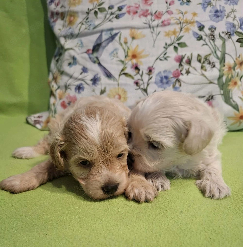 Maltipoo fajtatiszta jellegű kan kiskutyák foglalhatóak 