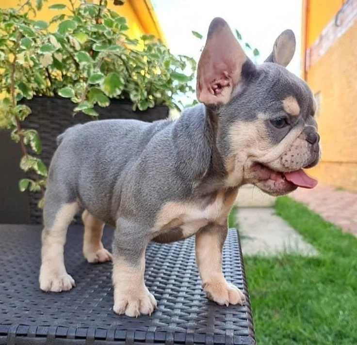 Francia bulldog kölyök 